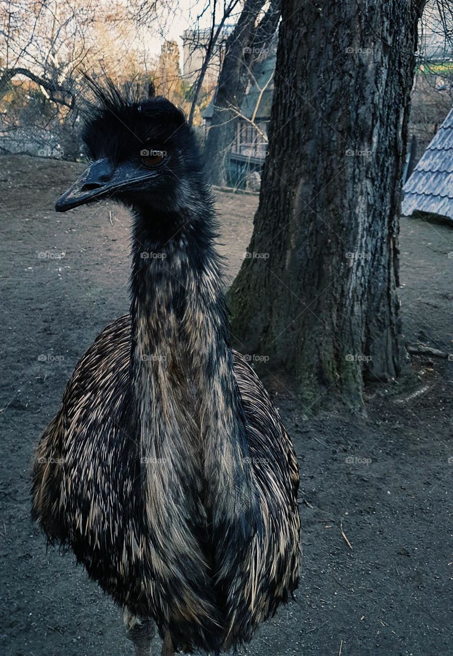 ostrich