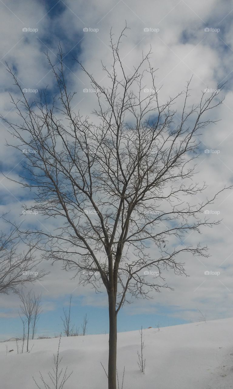 beautiful tree without leaves beautiful dreams without everything