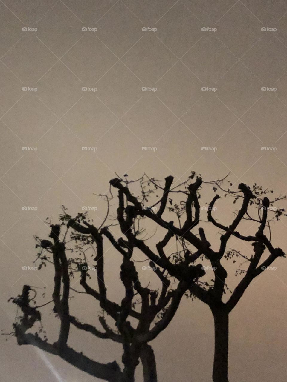 A tree, San Diego California. Yellow/cloudy. Nighttime. 