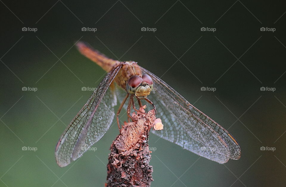 Old dust female of scarlet skimmer . To perch well at the top of cutting result plant nearly of a freshwater river. Yellow dusky .