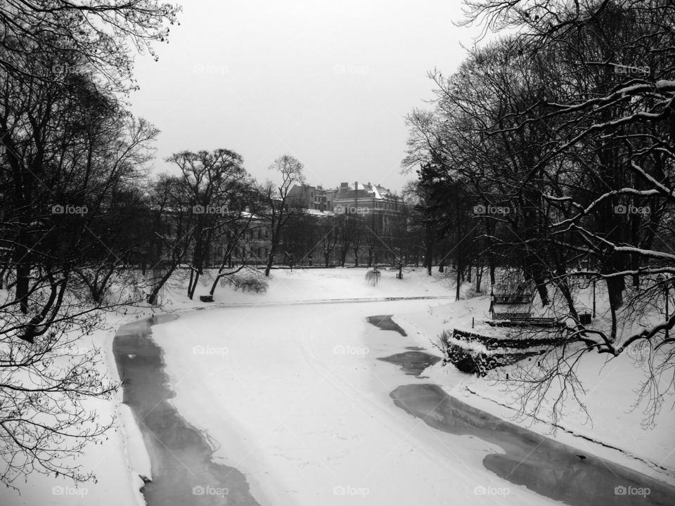 Black and white shot of trees during winter in Riga, Latvia.