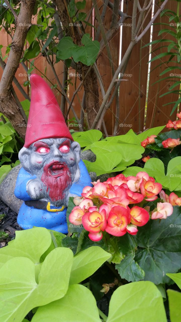 Evil little garden gnome 