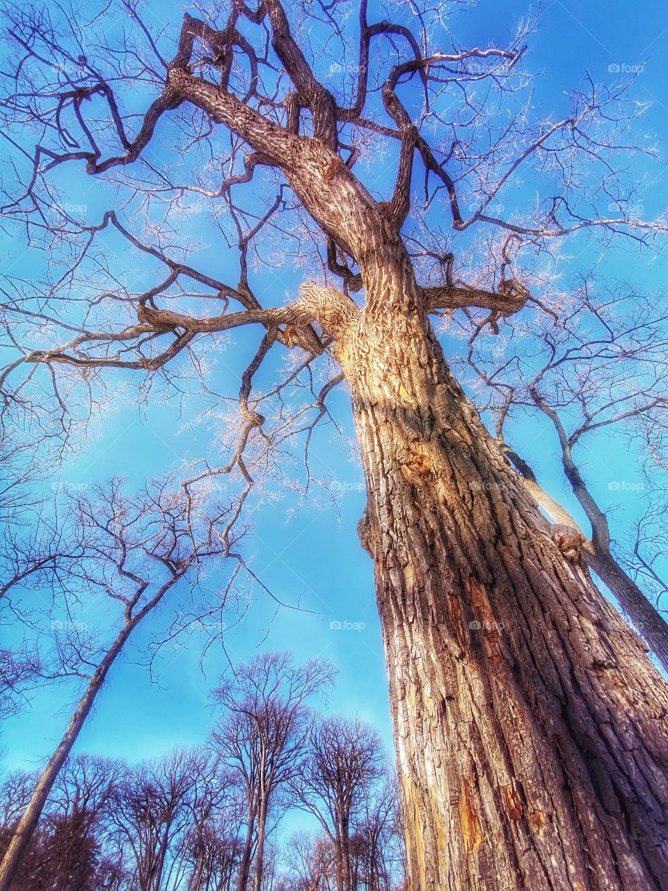 Naked tree 