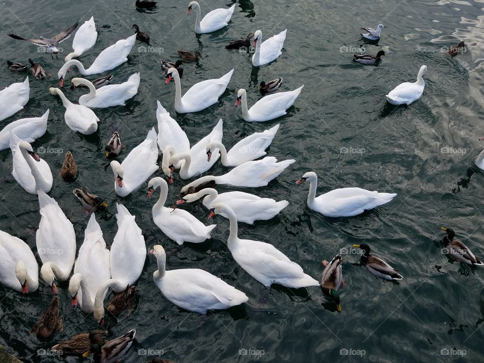 swan and duck birds