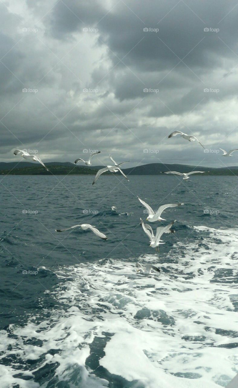 seagulls. seagulls after a boat