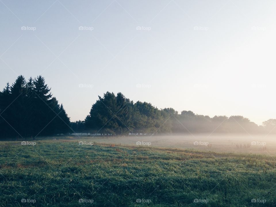 Fog in the forest