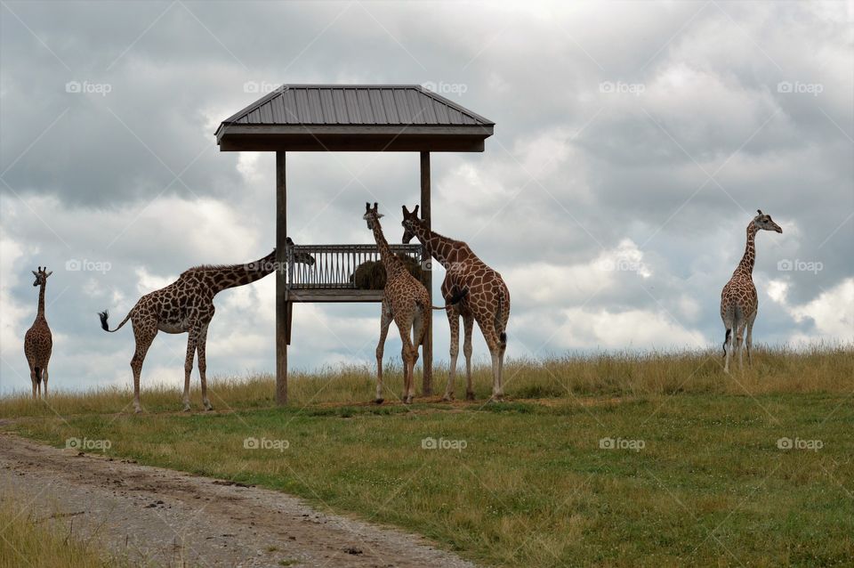 Giraffe feeding time
