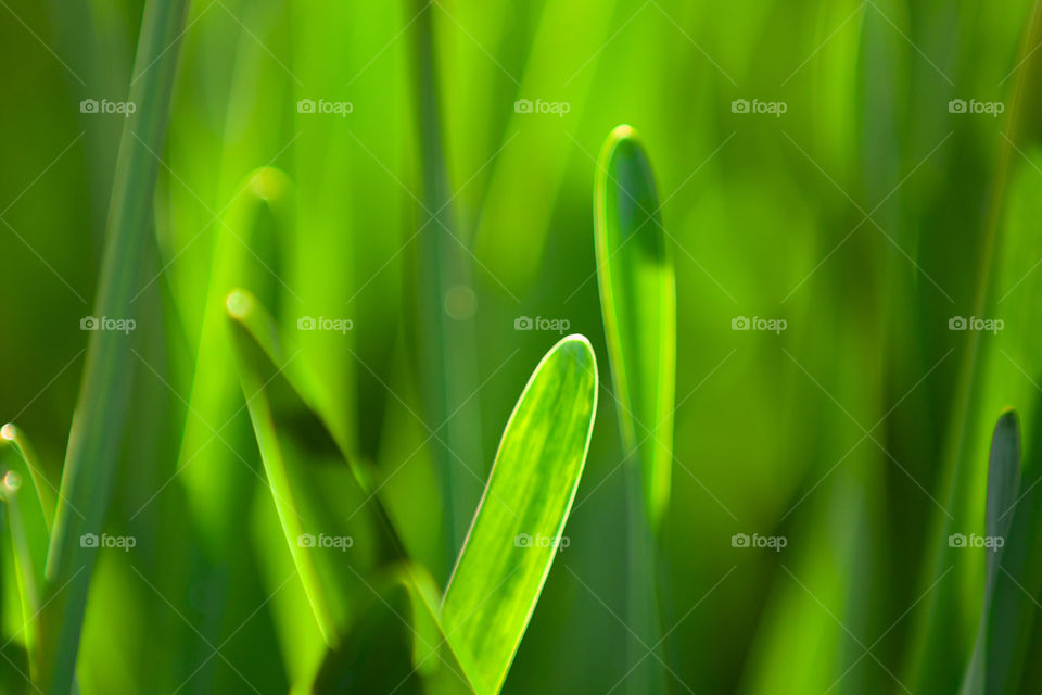 Green grass