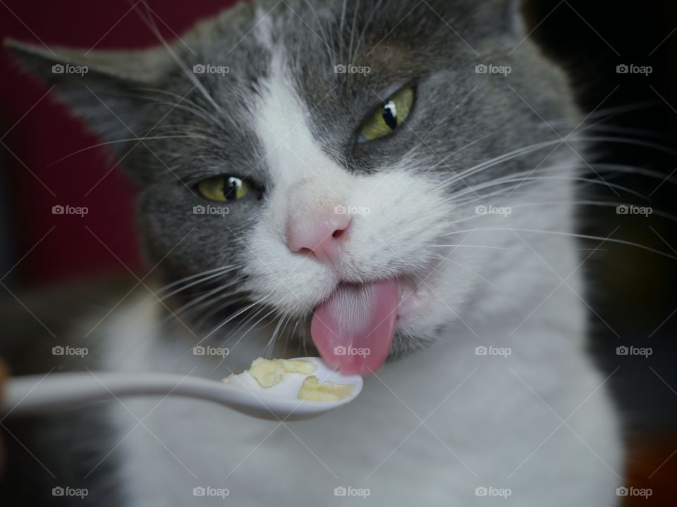 Cat eating from spoon