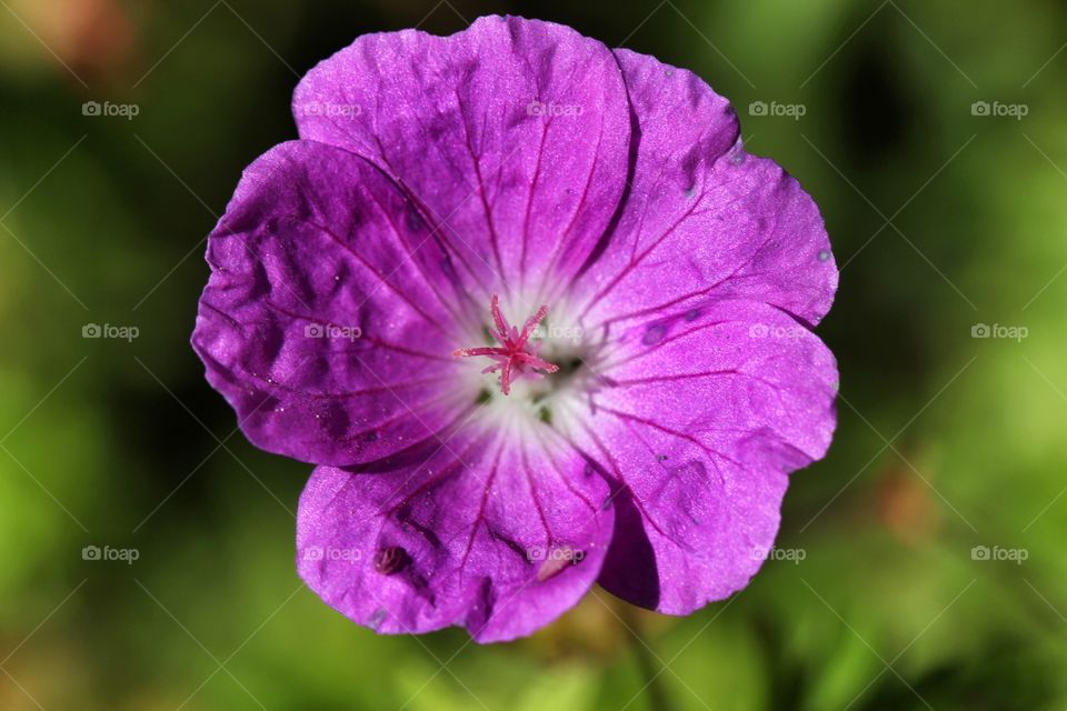 Macro of a purple flower in close up 