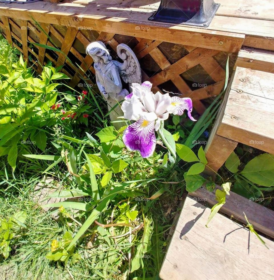 Beautiful Angel behind an blooming Iris