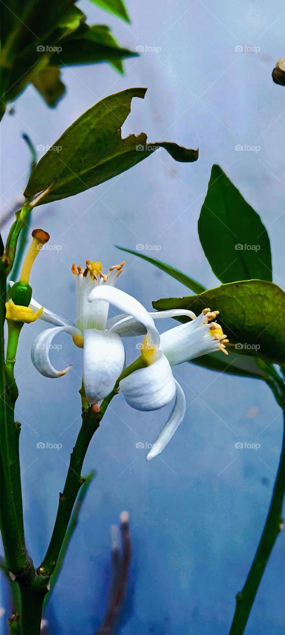 The orange blossom is the fragrant flower of the Citrus sinensis (orange tree).