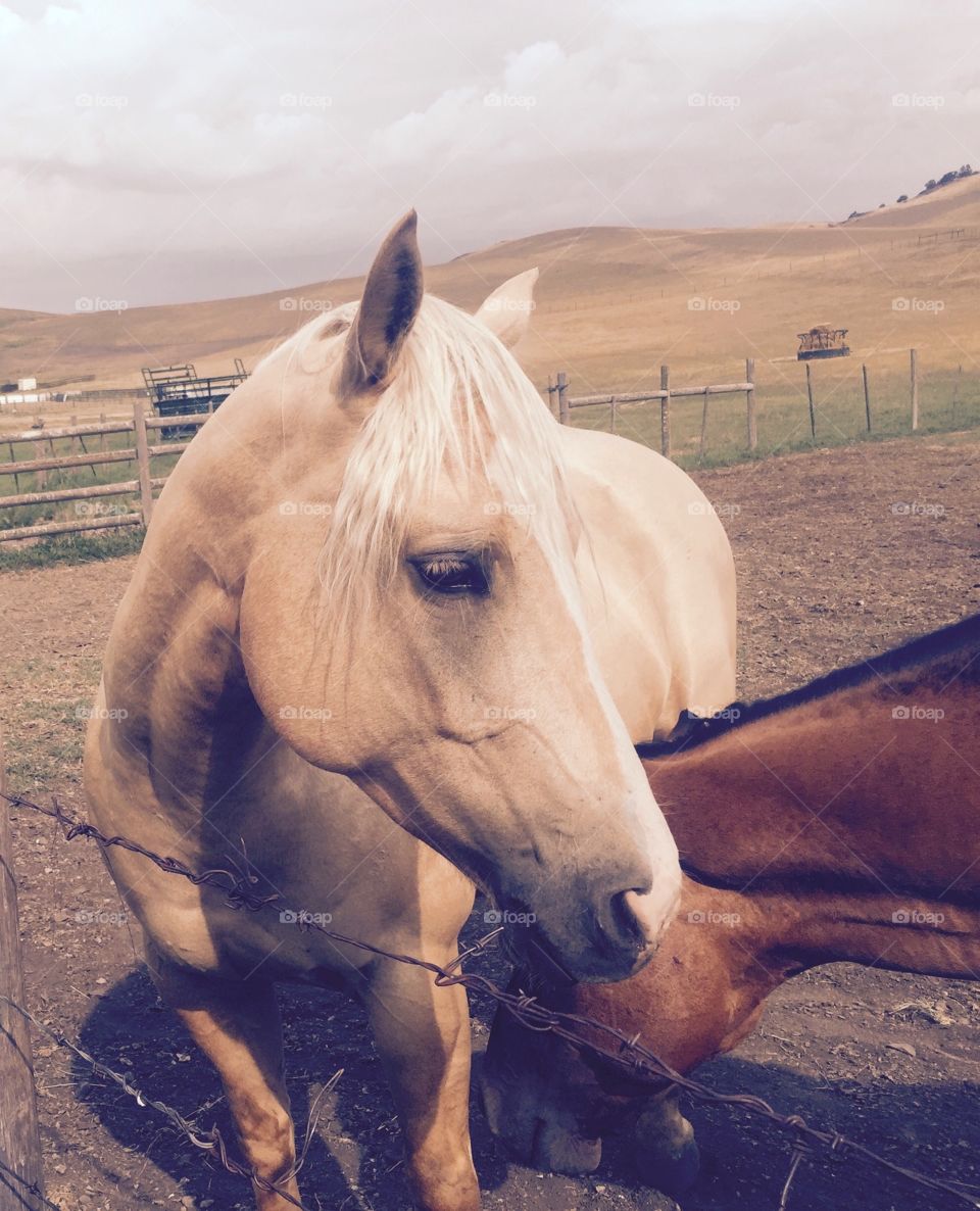 Horse standing by fence in Rose Hill, Kamloops British Columbia.