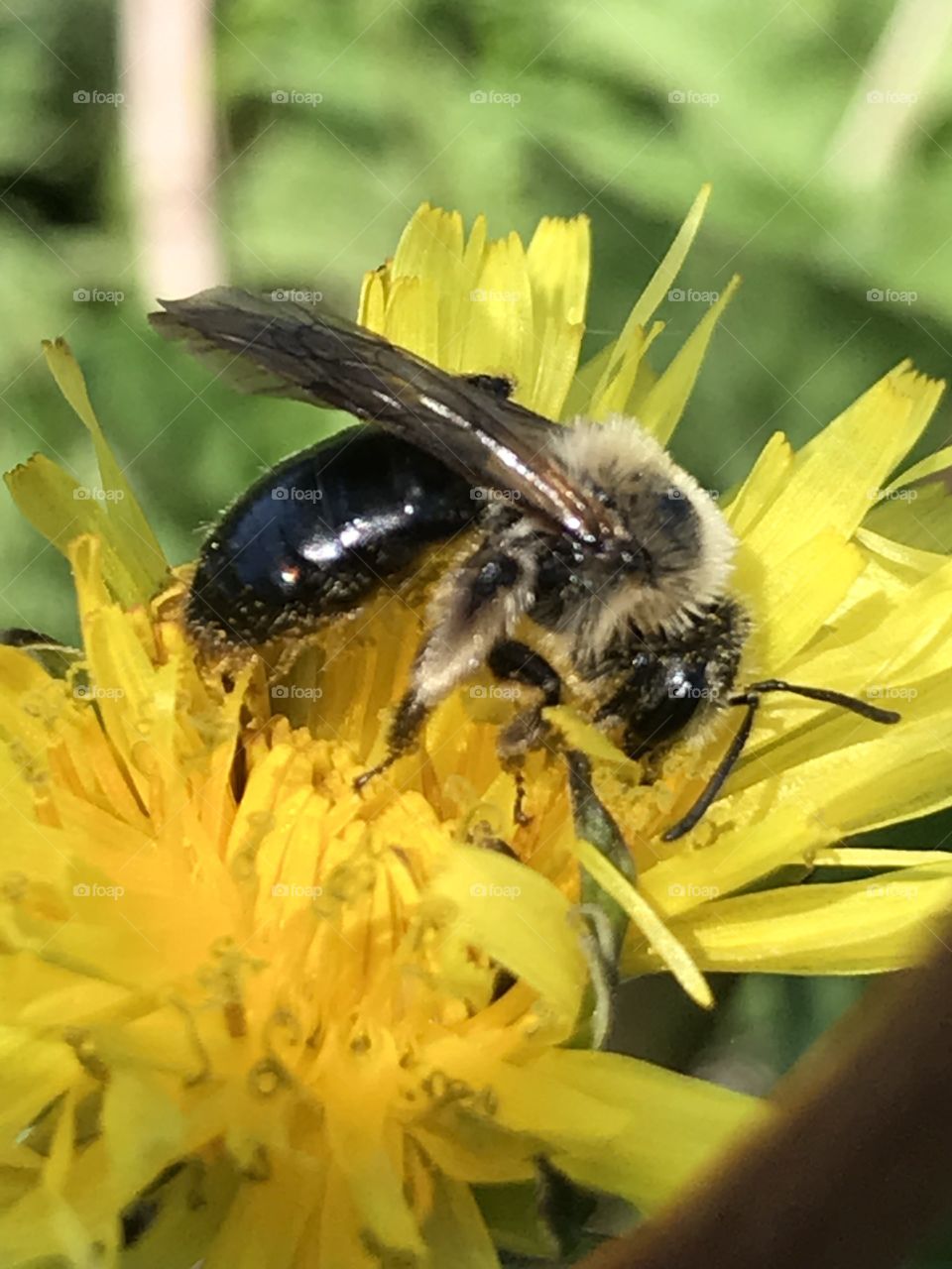 Closeup of bee standing on dandelion