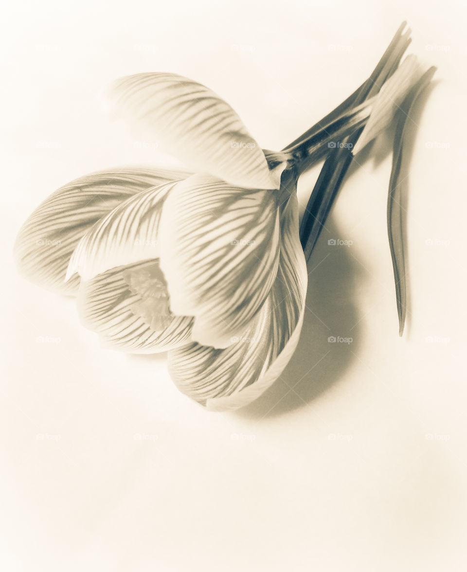 Sepia tone photograph of a crocus flower picked from the garden.