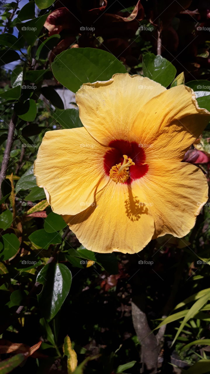 Close up of a bright yellow Hibiscus, known as Gumamela in the Philippines.