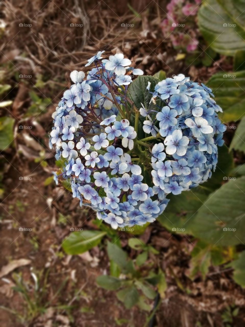 a flower