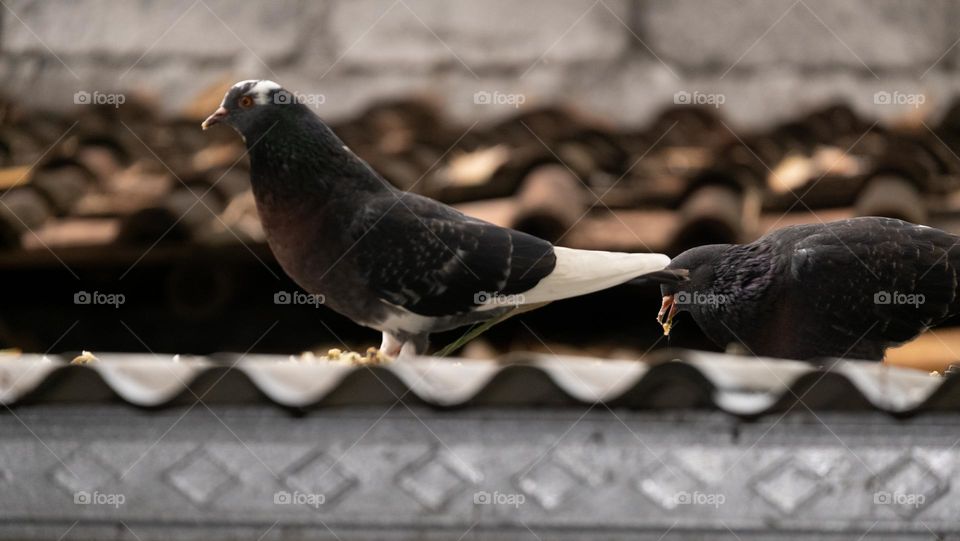 pigeon on the roof of the house
