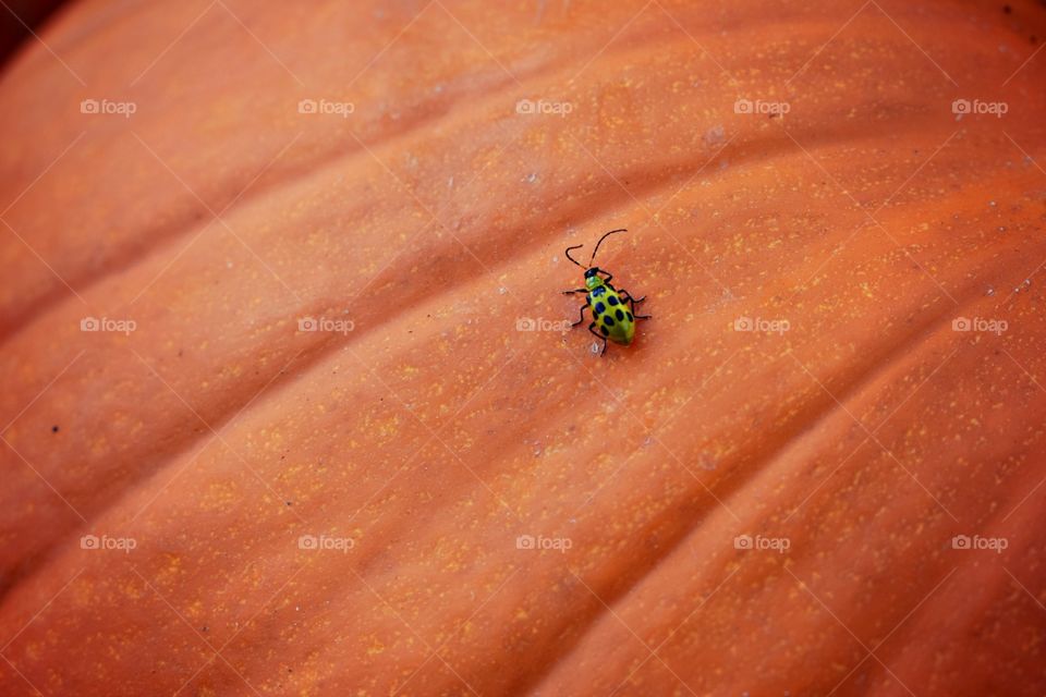 Pumpkin Bug