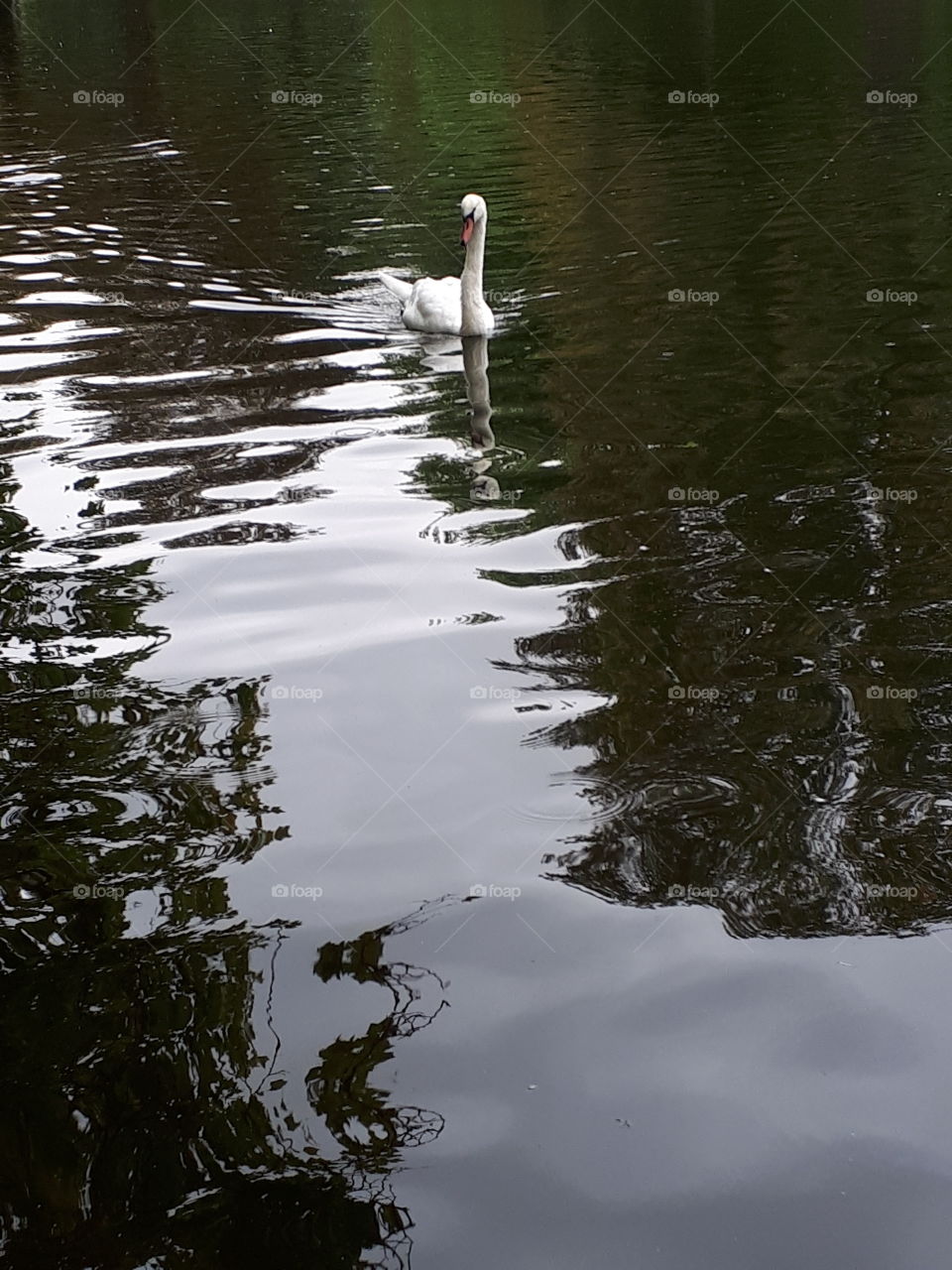 Distant Swan