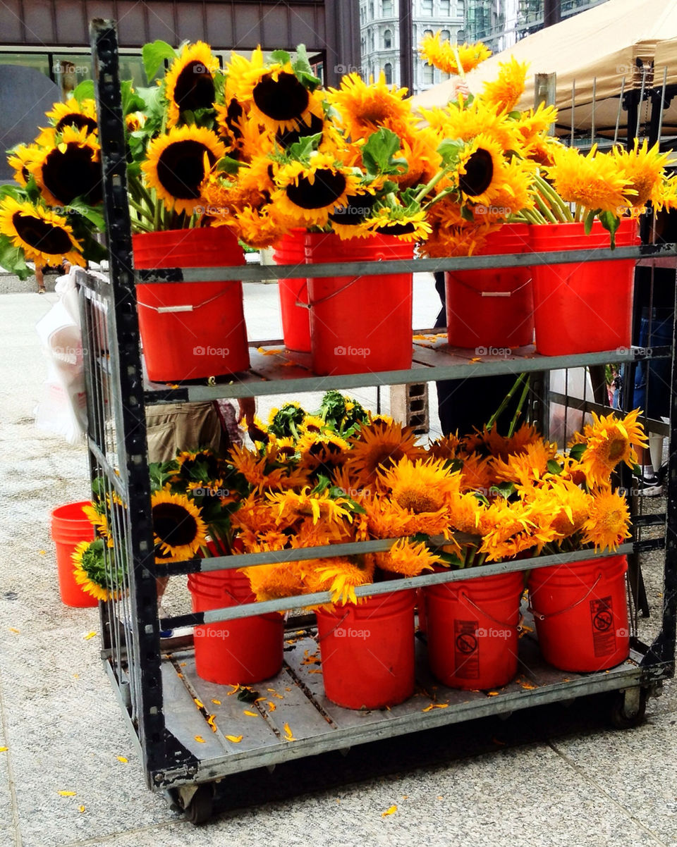 plants sunflowers market sale by panicbutn