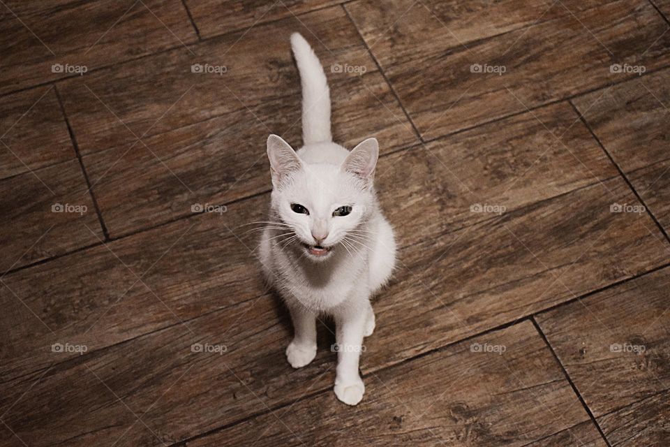 cat white