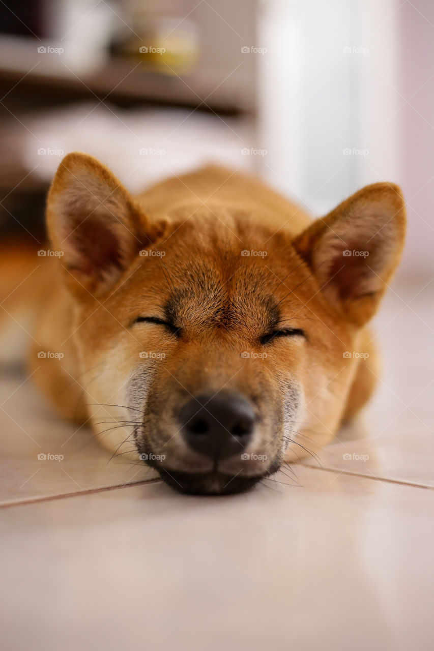 Dog shibainu 