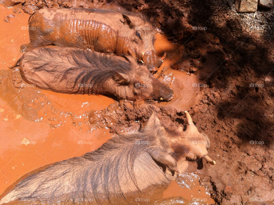 sleep pig mud warthog by cable