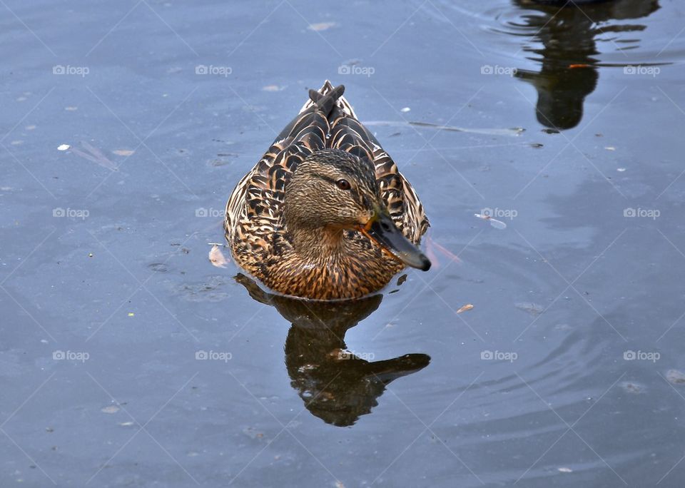 a duck looks aside, a duck looks at a reflection in water, spring, action, meeting, interest