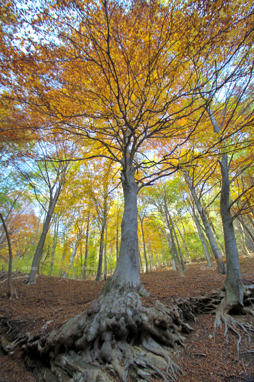 Beech forest with the warm colors of autumn.