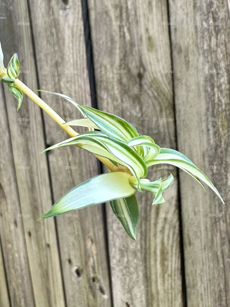 Spider plant in hanging basket outdoors propagating backyard gardening patio plants summer hobby up close