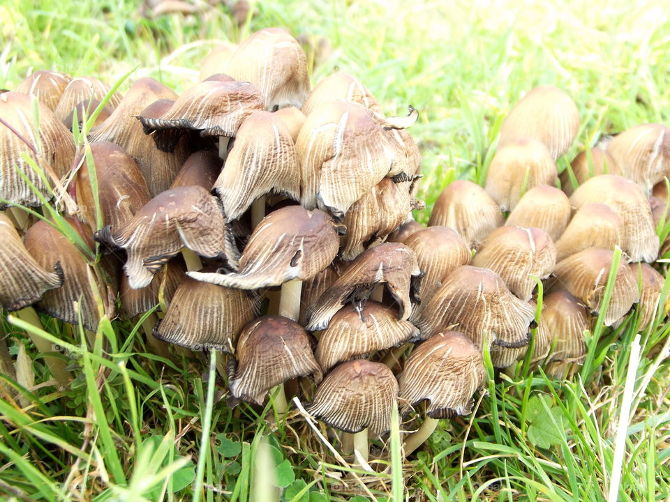 Wild Mushrooms