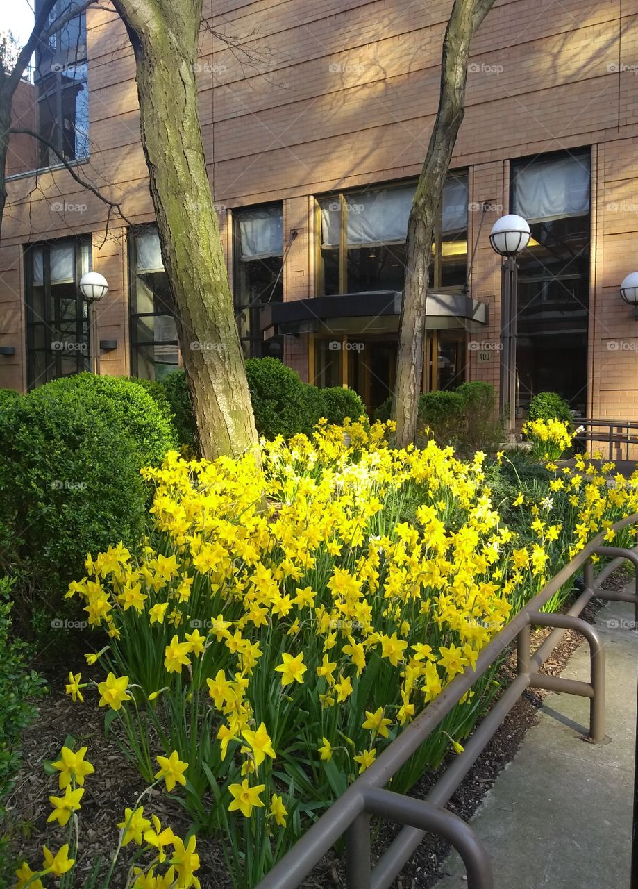 Daffodils Outside of NYC Apartment Building