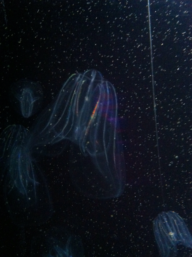 neon jellyfish tampa aquarium tampa aquarium fl by BeautifullyBold