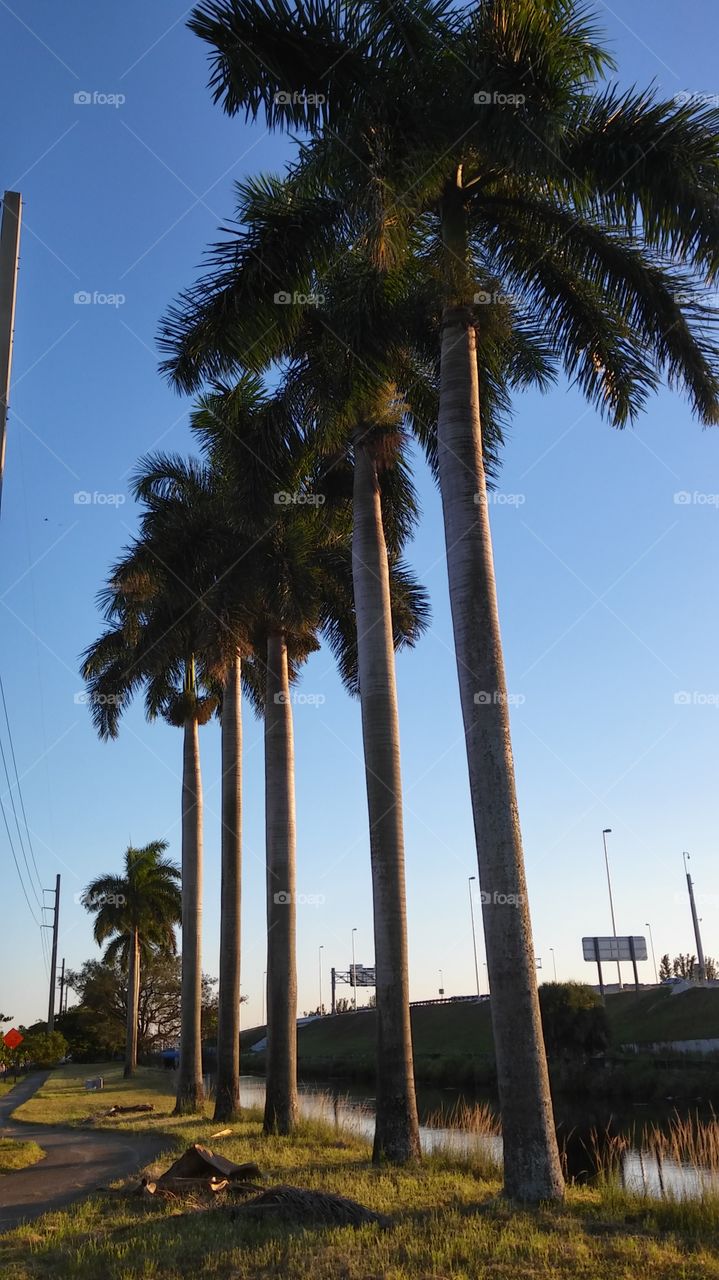 hermosas colunnas de palmeras
