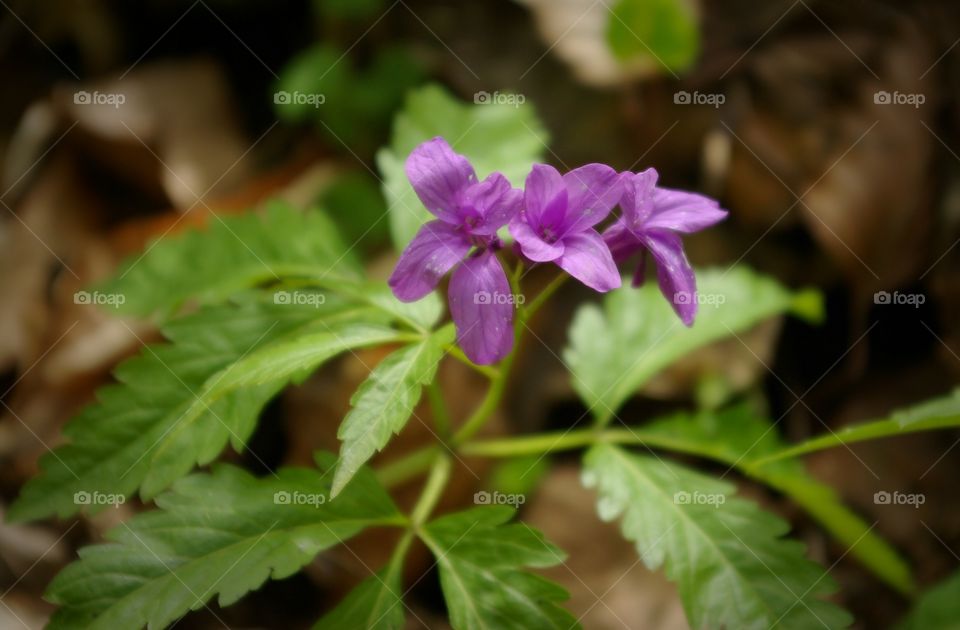 Wildflowers