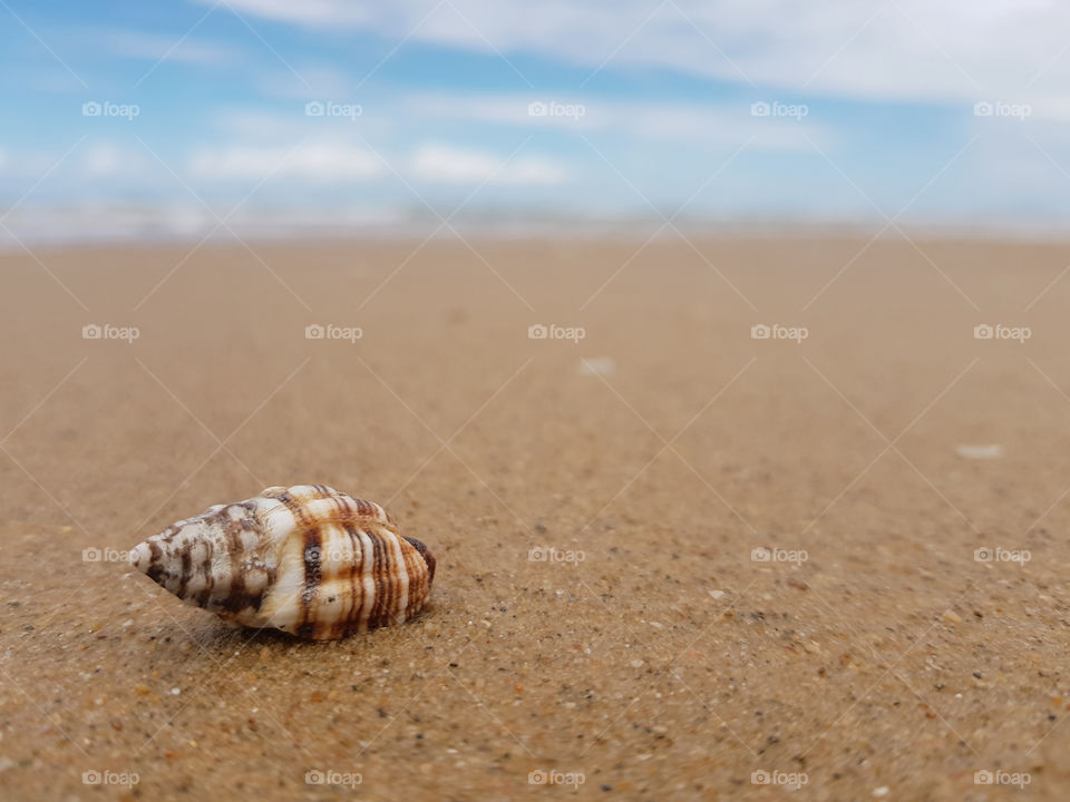 Shell by the Sea shore