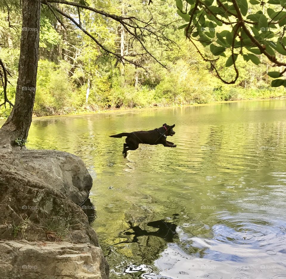 Labrador jumps into lake - high dive, dog play