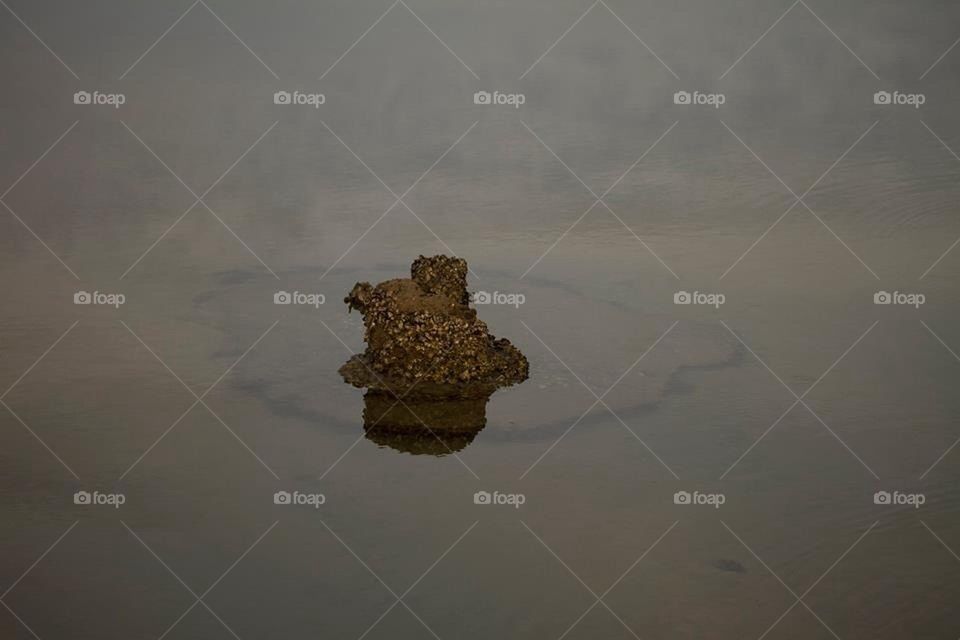 Mangrove Oyster Rock Reflection