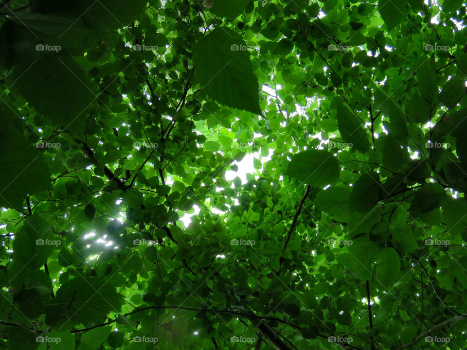 Through the mulberry tree