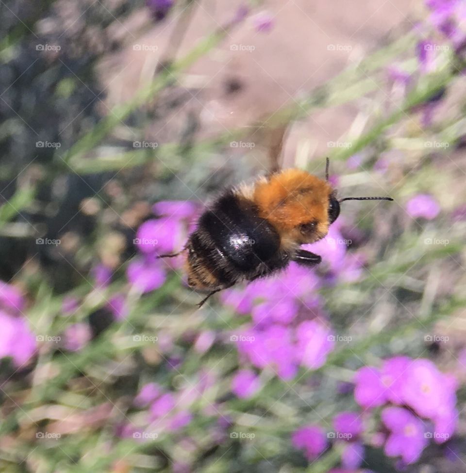 Bee in flight caught using a burst photo on iPhone 6s