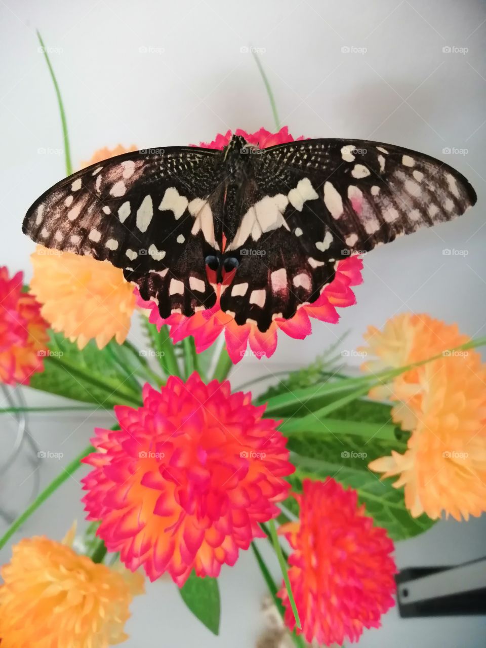 The real butterfly on the flower