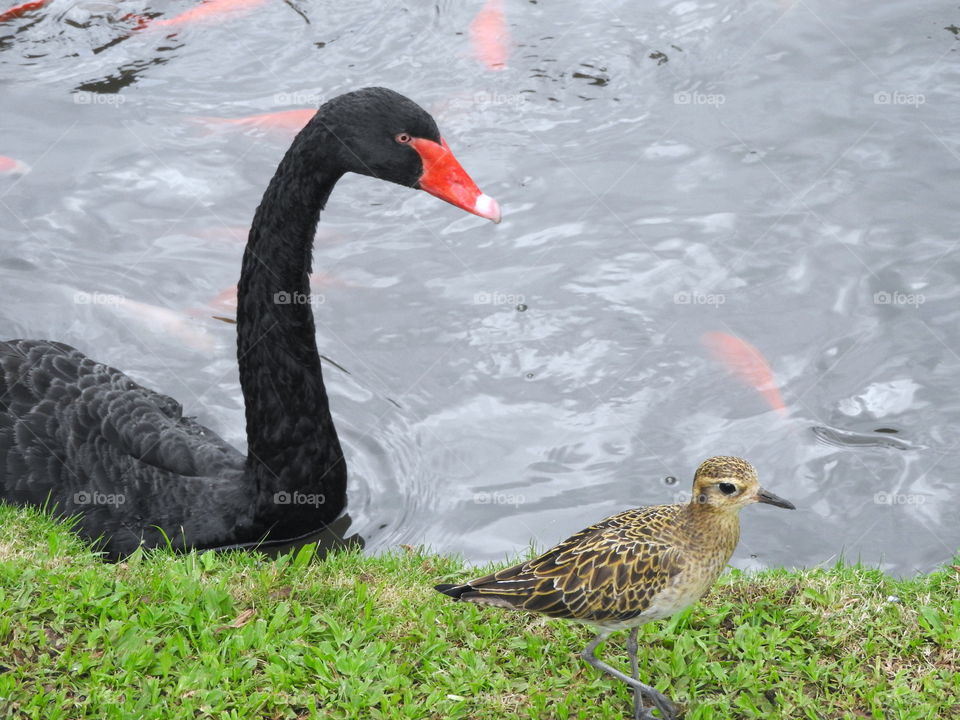 black swan 