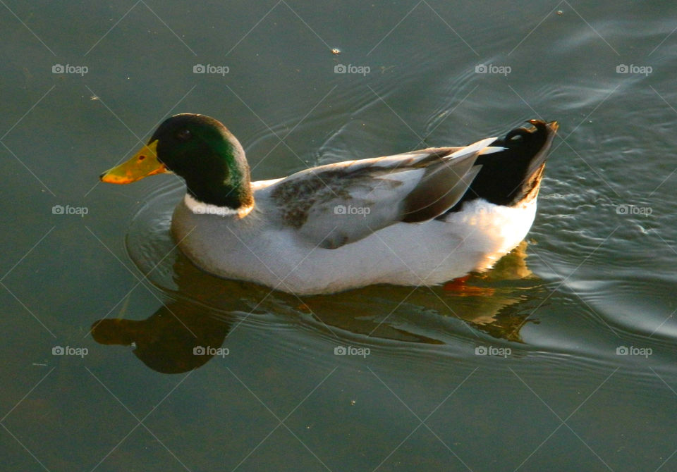 Duck waddling in the pond! Water, Water, everywhere! I just happen to be fortunate enough to live in a state that has approximately 12,000 square miles of beautiful, refreshing, colorful oceans, rivers, lakes, ponds and swamps!