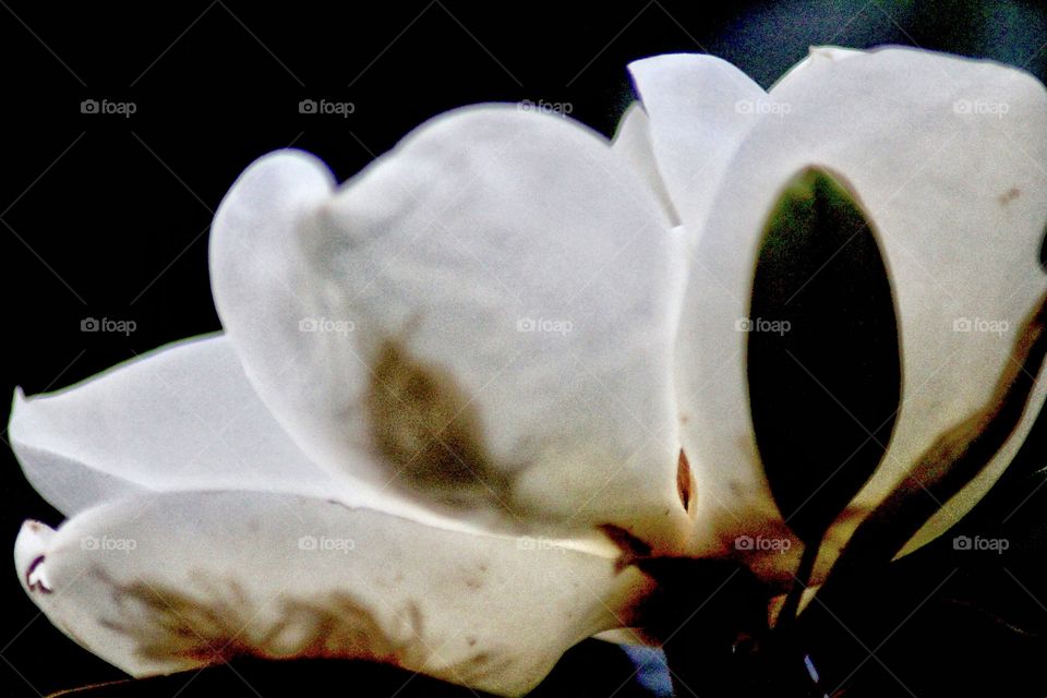 Little Gem Magnolia Blossom 