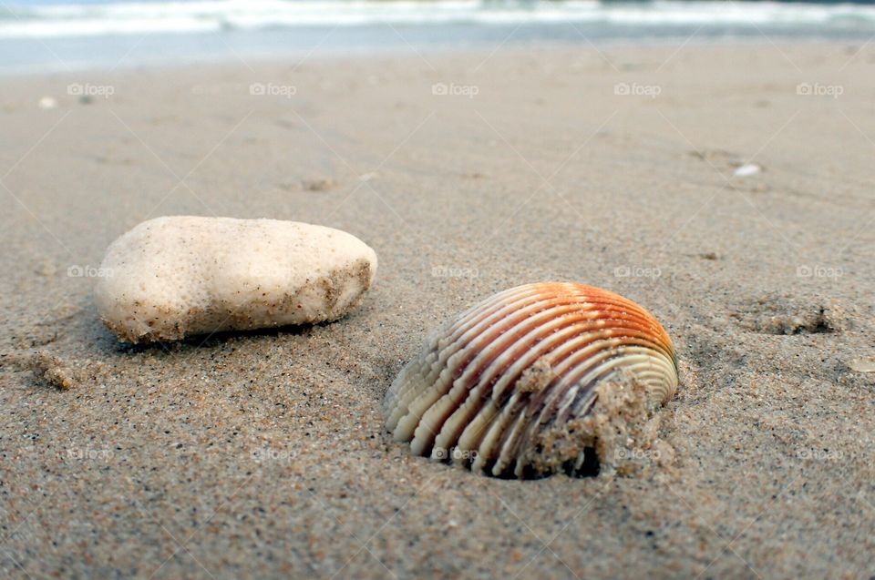 Shell and stone on the beach