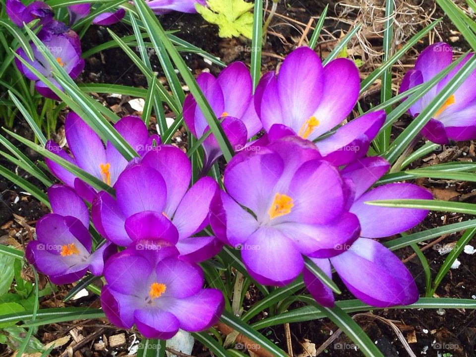 Purple crocus