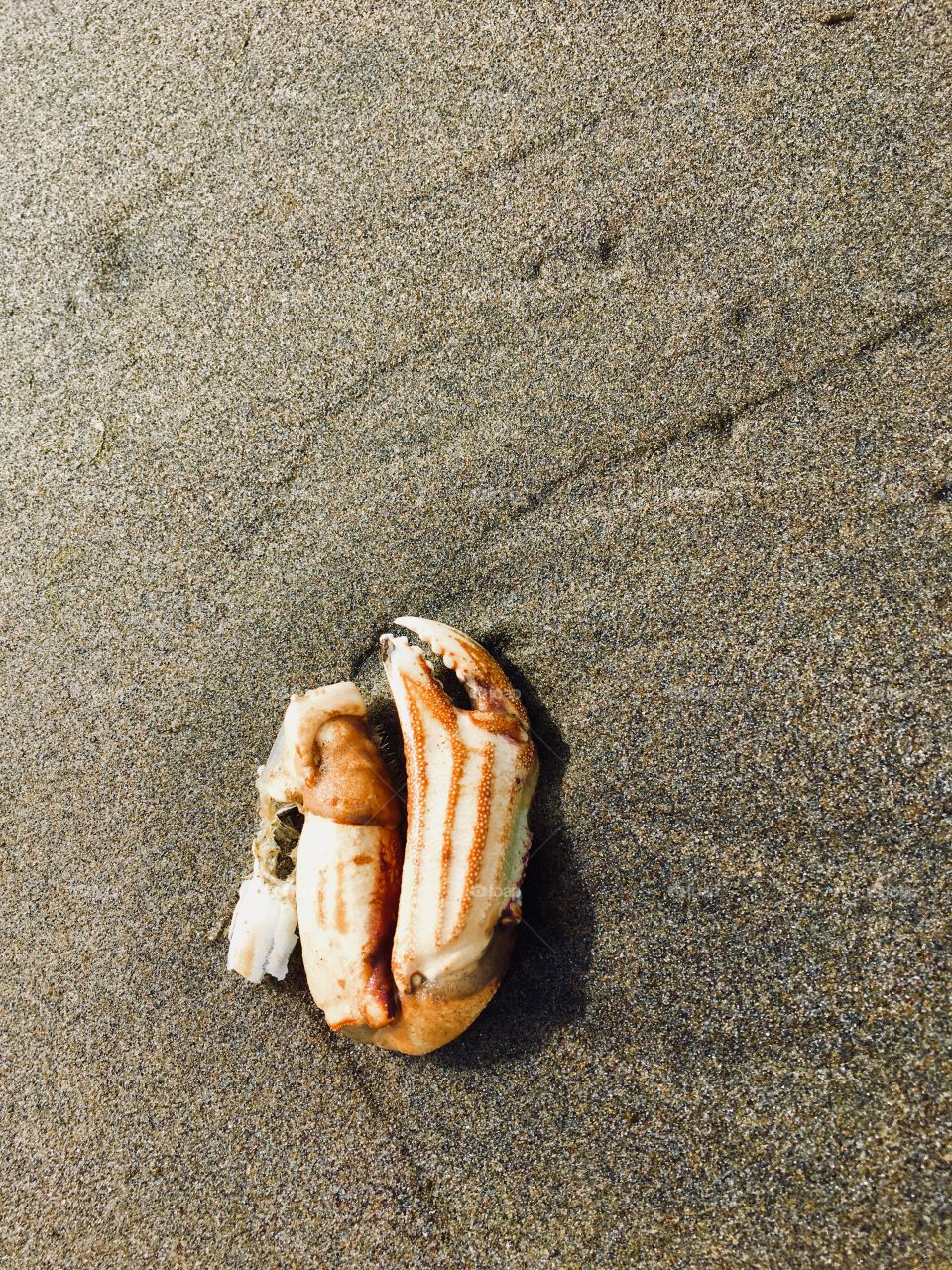 Crab claw