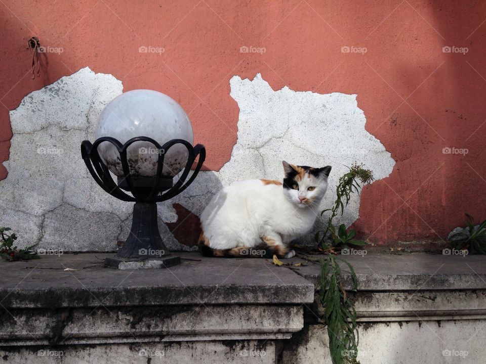 three coloured cat