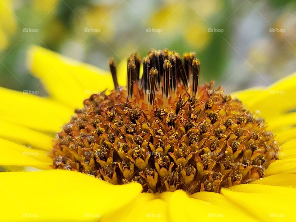 Common yellow sunflower facing upwards